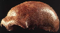 <p>Fossilized scullcap of Neanderthal 1. (Click on image to view larger.</p>
